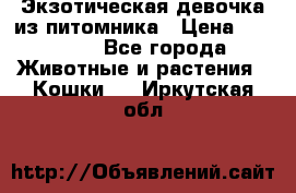 Экзотическая девочка из питомника › Цена ­ 25 000 - Все города Животные и растения » Кошки   . Иркутская обл.